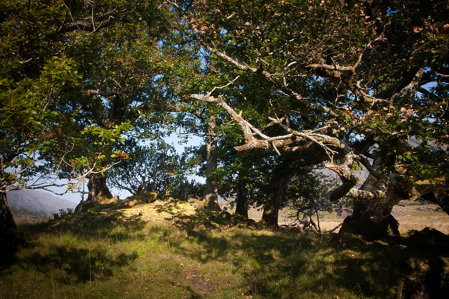 Tree Photograph - Fairy Grove by Mark Callanan