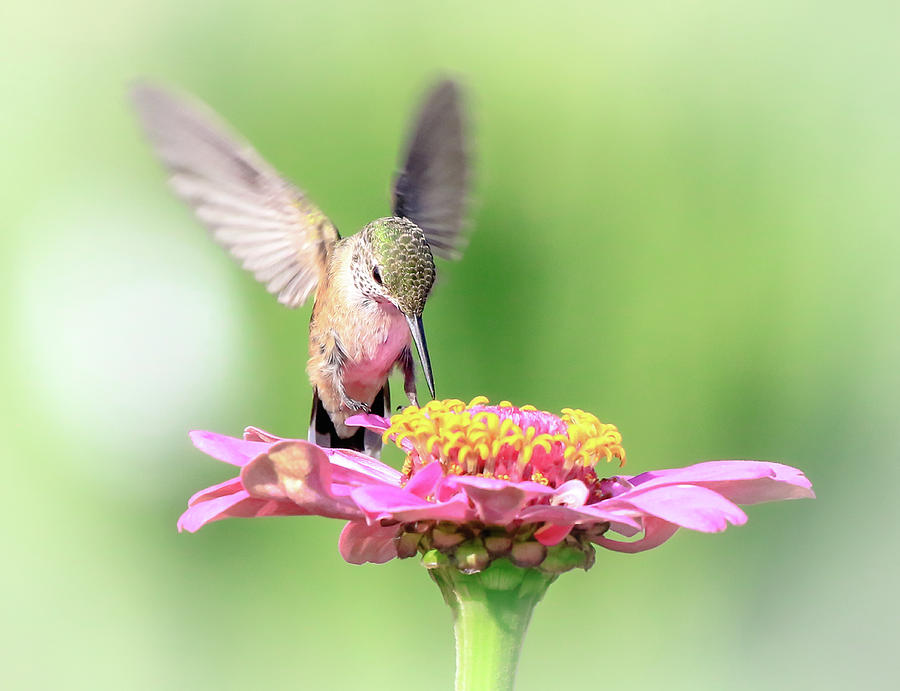 Fairy Hummingbird Photograph by Athena Mckinzie - Fine Art America