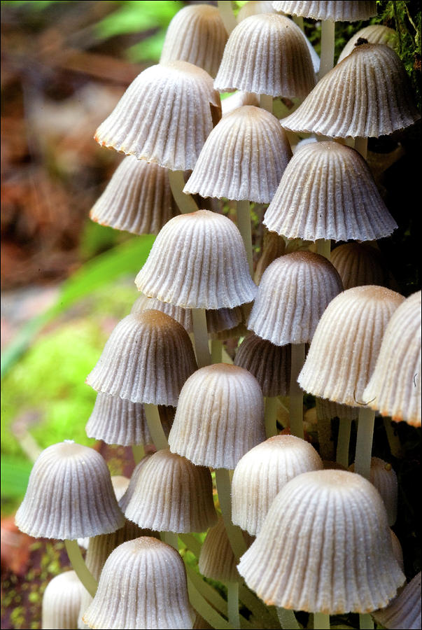Fairy inkcaps mushrooms Photograph by Jarmo Honkanen