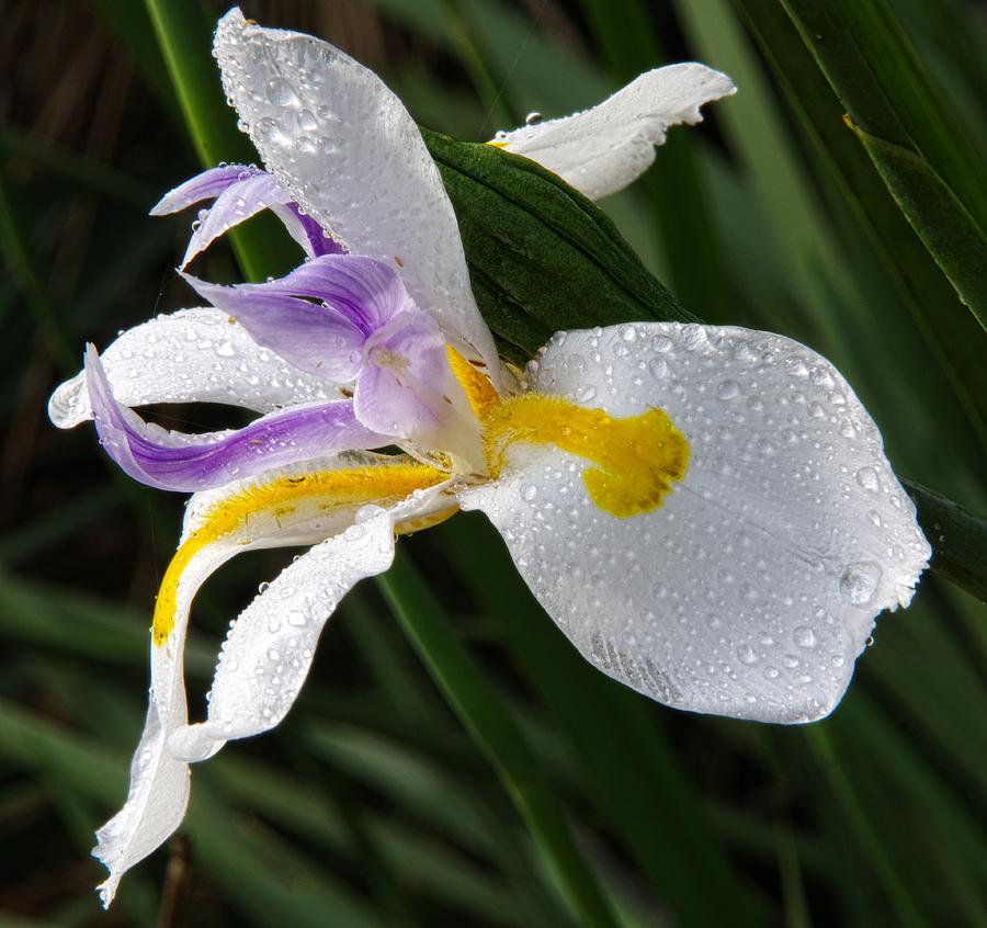 Flower Photograph - Fairy Iris 2 by Richard Rizzo