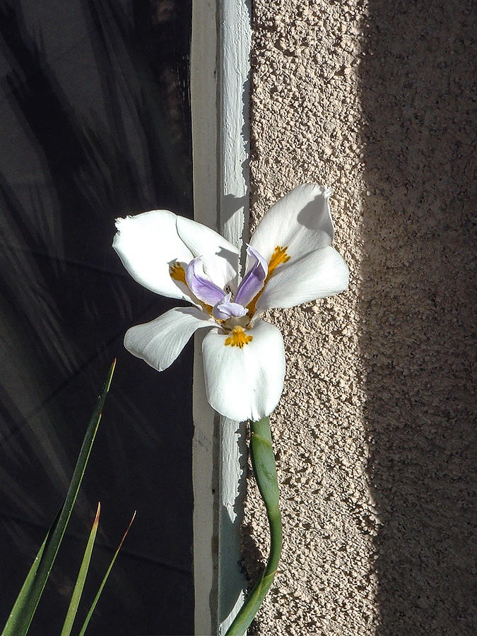Fairy Iris with Stucco Photograph by Stan  Magnan