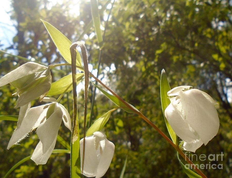 Flower Photograph - Fairy Lanterns/Globe Lilies by Sara Gravely- Comstock