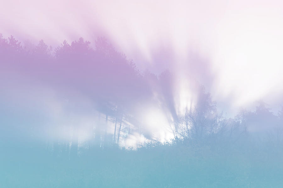 Fairy Light in Misty Woods Photograph by Jenny Rainbow