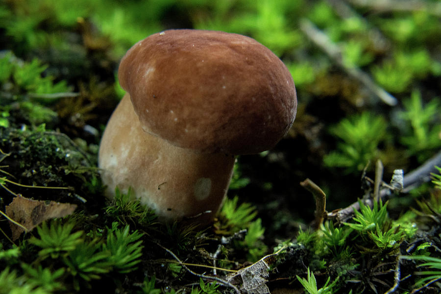 Fairy Mushroom   Polypore Photograph by Douglas Barnett