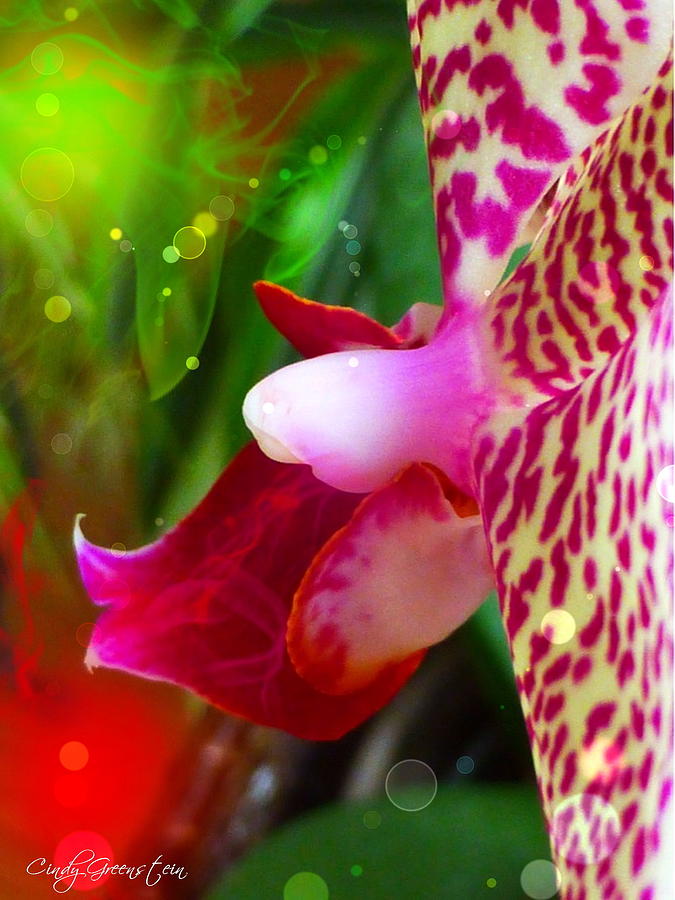 Fairy Orchid Photograph by Cindy Greenstein
