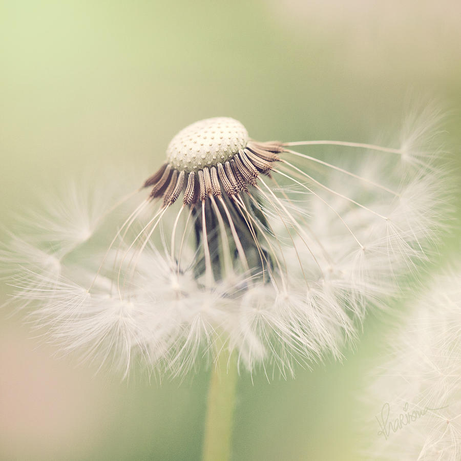 Fairy Parasol Photograph by Kharisma Sommers - Pixels