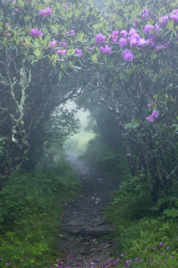 Fairy Path Photograph by Rob Travis