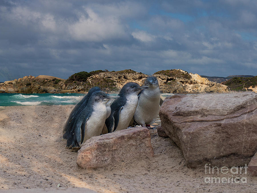 Fairy Penguins Photograph by Elaine Teague