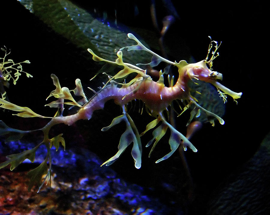 Fairy Seahorse Photograph by Murray Bloom