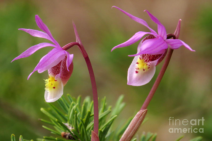Orchid Photograph - Fairy-slipper by Frank Townsley