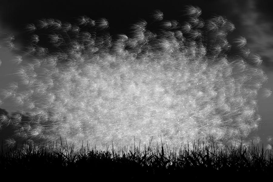 Fairy Sprite Explosion! Photograph by Paul Kavsak