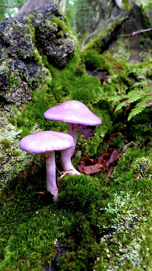 Fairy Tail Mushrooms Photograph by Brook Burling