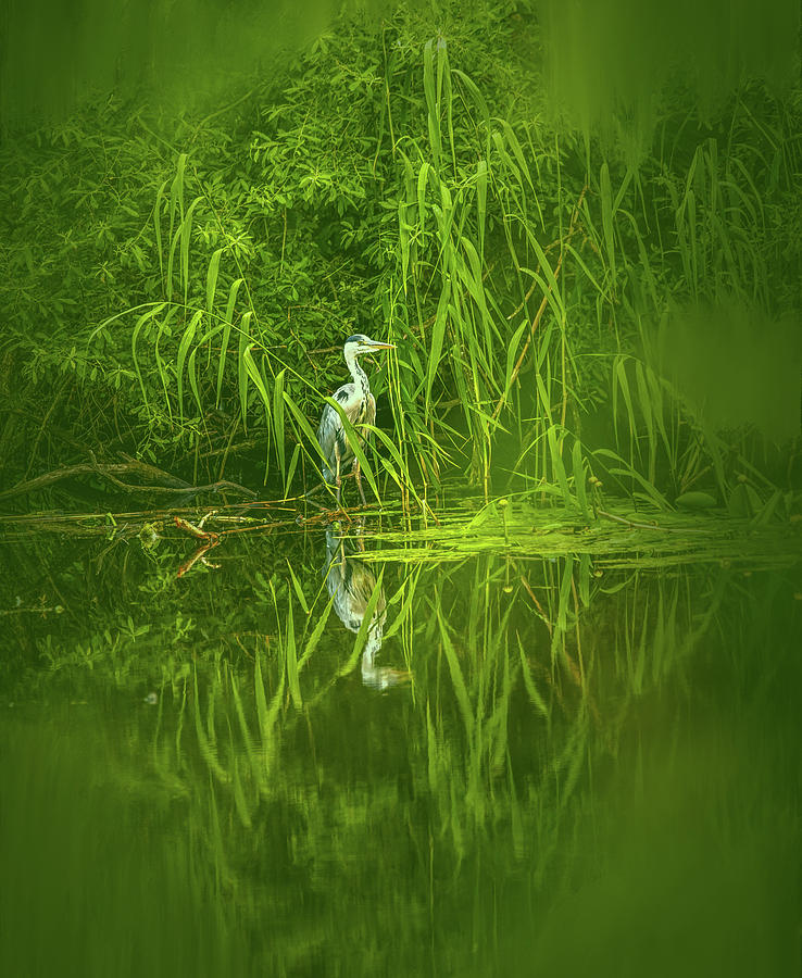 Fairy tale heron #g5 Photograph by Leif Sohlman