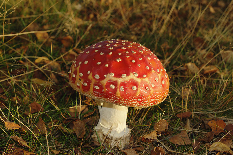 Fairy Tale Mushroom Photograph by Adrian Wale