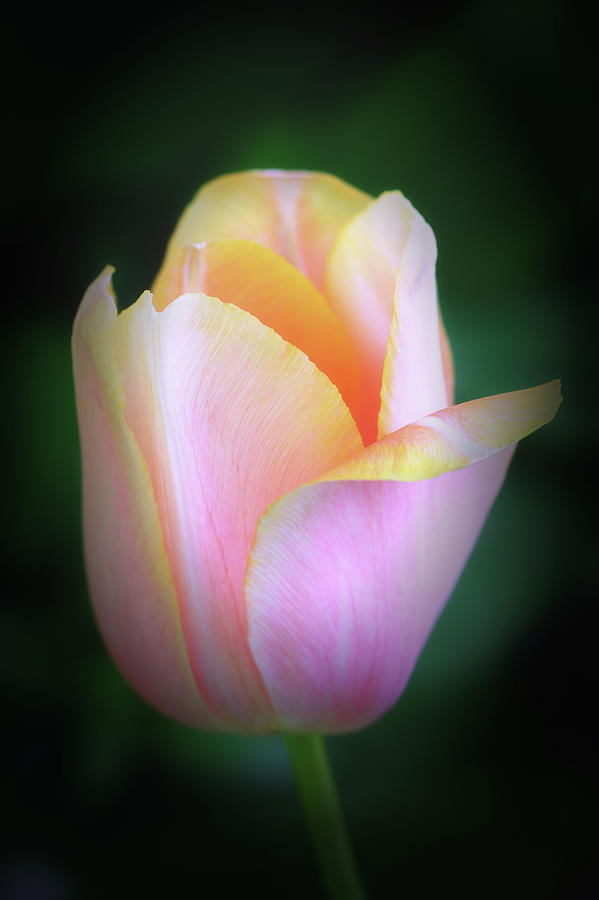 Fairy Tale Tulip Photograph by Michael Hubley