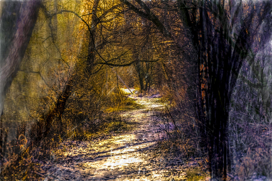 Fairy Woods Artistic  Photograph by Leif Sohlman