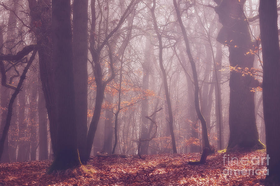 Fairy Woods.... Photograph