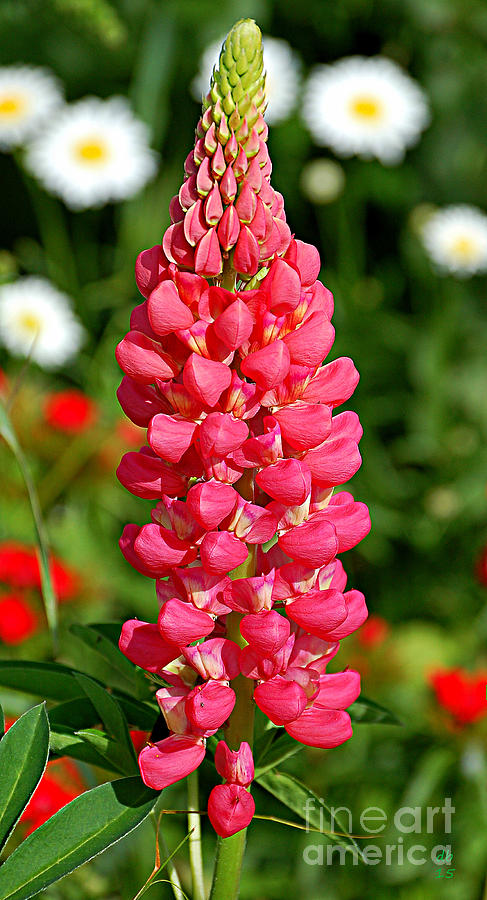 Rosy Lupine Photograph by Diane E Berry