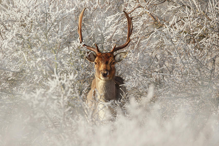 Deer Photograph - Fairytale Fallow Deer in the Frost by Roeselien Raimond