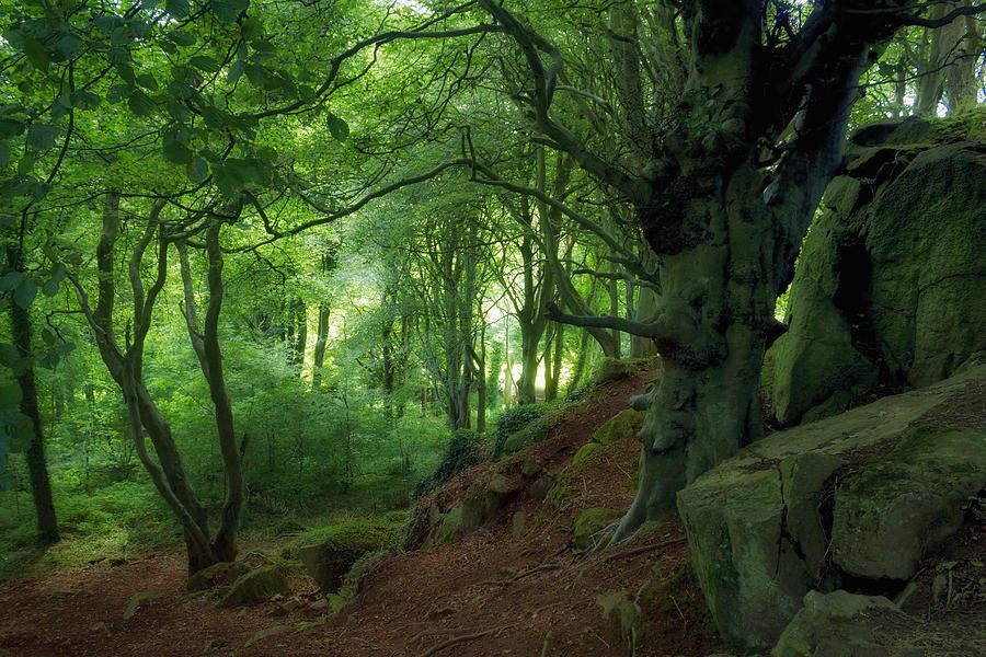 Fairytale Forest, Ireland Photograph by Martin Curran - Fine Art America