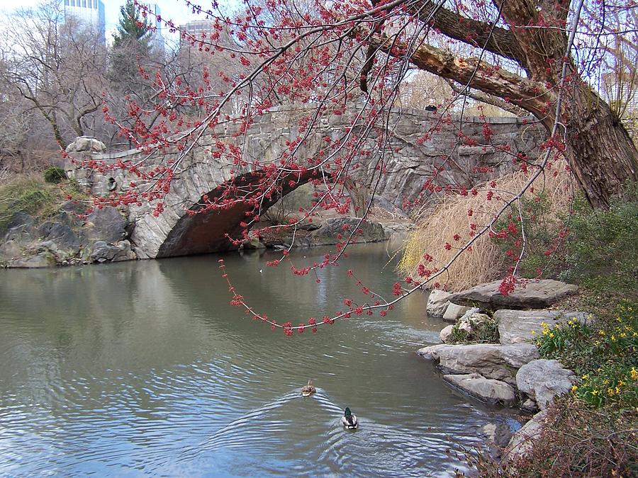 Fairytale Pond Photograph by Sharon Sayre - Fine Art America