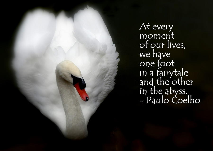Fairytale Swan Photograph by Lainie Wrightson