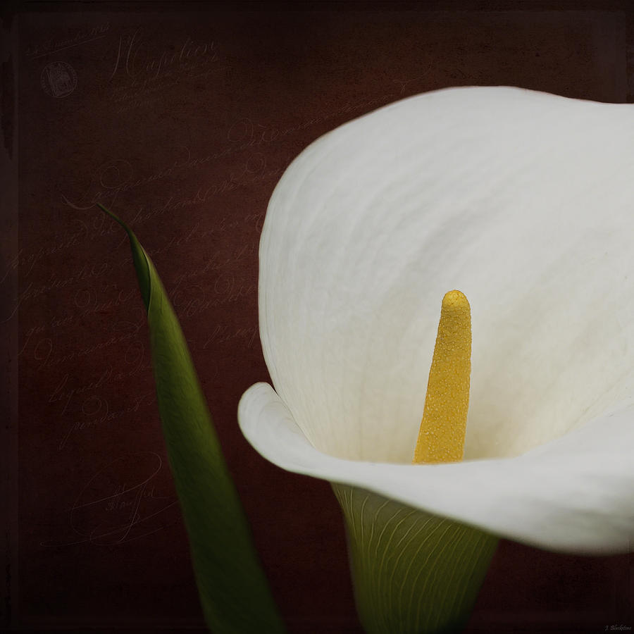 Inspirational Photograph - Faith - Flower Art by Jordan Blackstone
