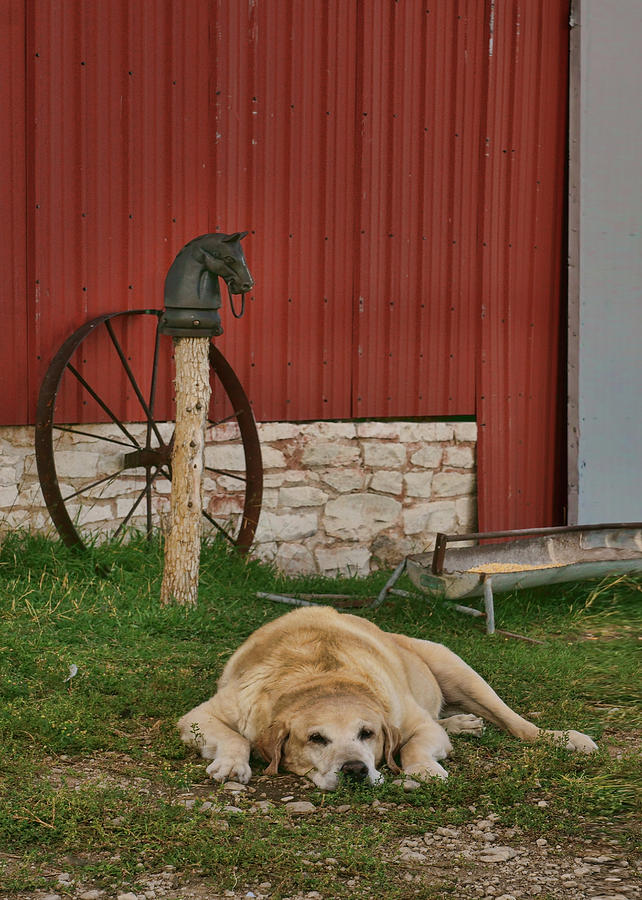 Faithful - Farm Dog Photograph by Nikolyn McDonald