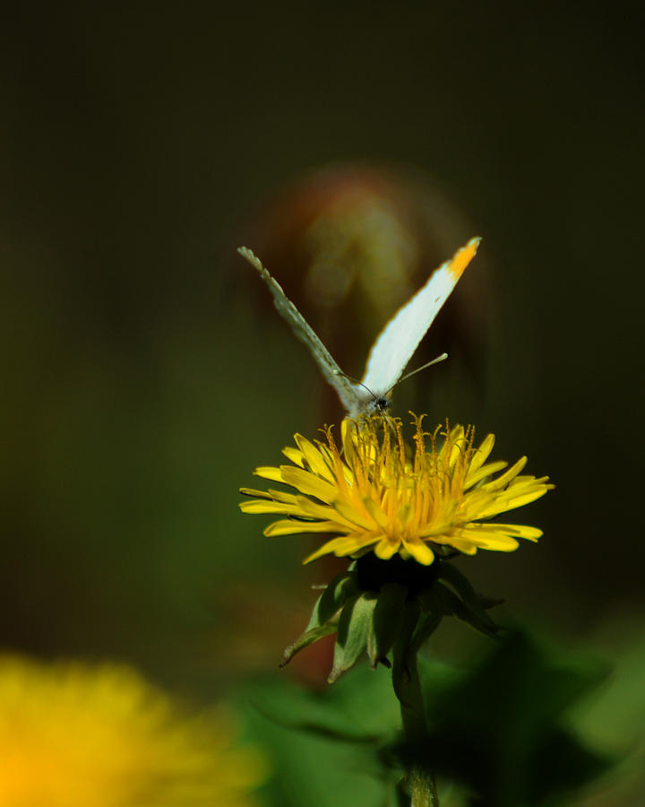 Butterfly Photograph - Falcate Orangetip Butterfly on Dandelion by Rebecca Sherman
