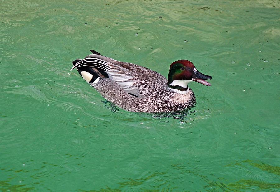 Falcated Duck Photograph by Michiale Schneider