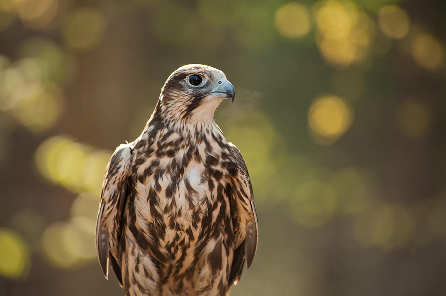 Falcon 1  Photograph by Joye Ardyn Durham