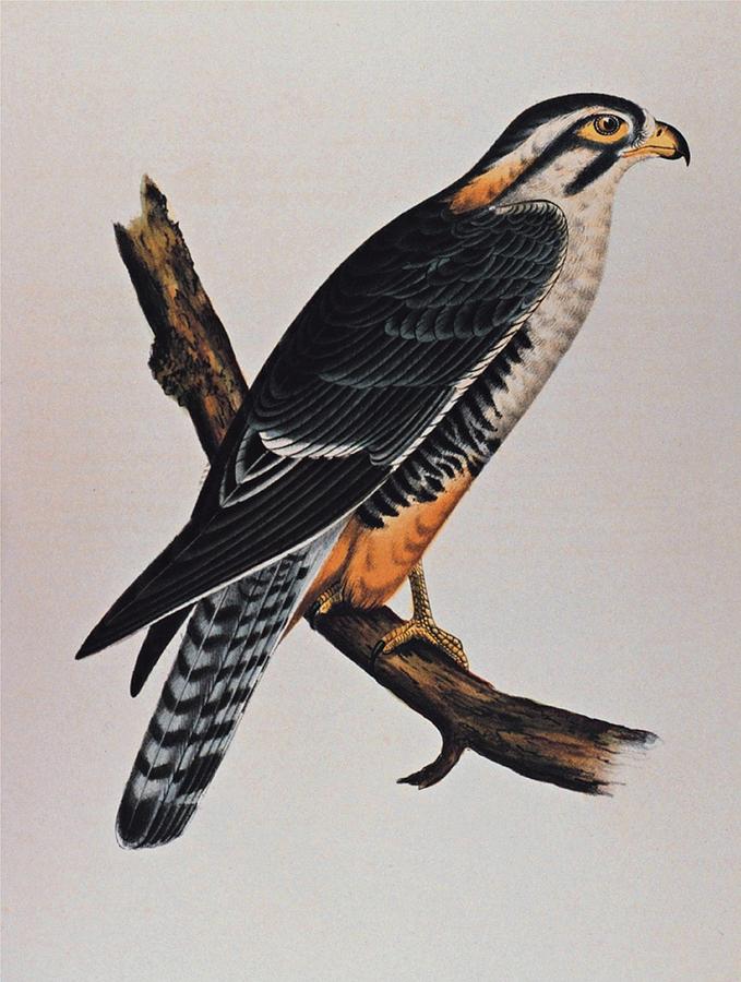 Falcon Aplomado Falcon Drawing by Movie Poster Prints