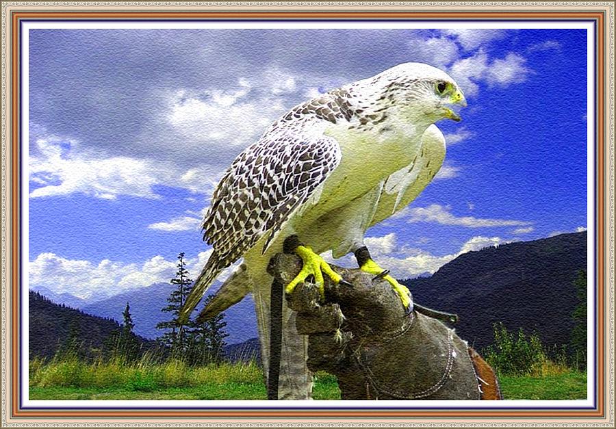 Fish Painting - Falcon Being Trained H B With Decorative Ornate Printed Frame. by Gert J Rheeders