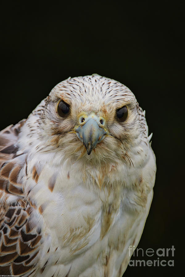 Falcon Close Up Photograph by Mitch Shindelbower