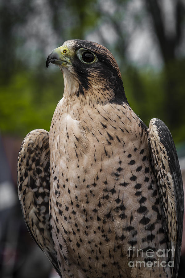 Falcon Eye Photograph by Joann Long