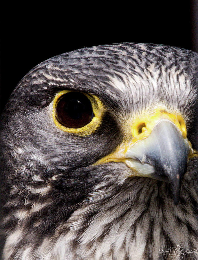 Falcon Eye Photograph by Steph Gabler