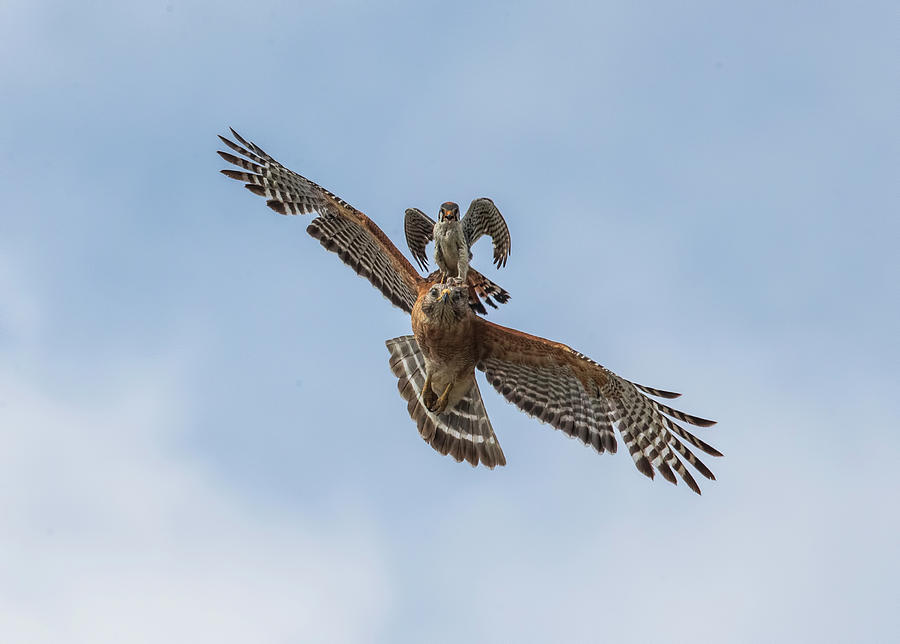 Falcon/Hawk Glide Photograph by Justin Battles