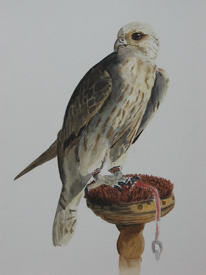 Animal Painting - Falcon by Maruska Lebrun