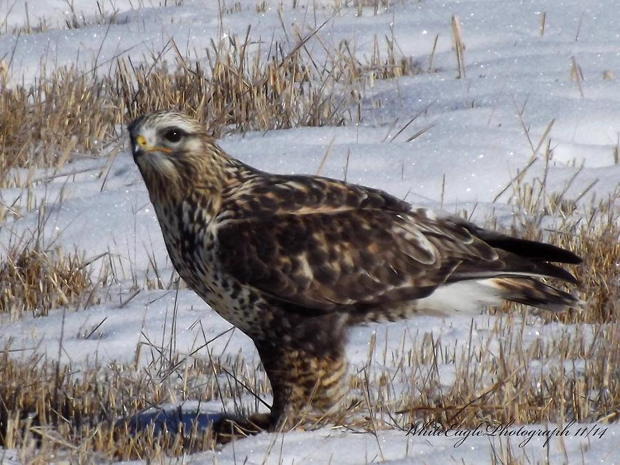 Falcon On Fresh Kill Photograph by Layne Frentz - Fine Art America