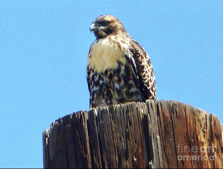 Falcon Perched  Photograph by Susan Garren
