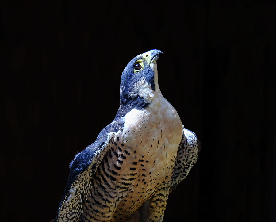 Peregrine Falcon Photograph by Ronda Ryan