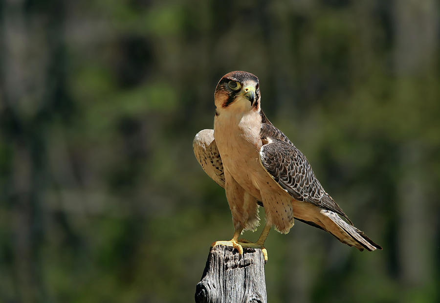 Falcon Photograph by Ronnie And Frances Howard