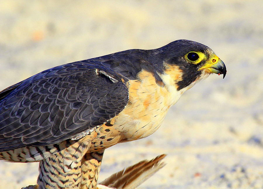 Falcon Photograph by Sean Allen