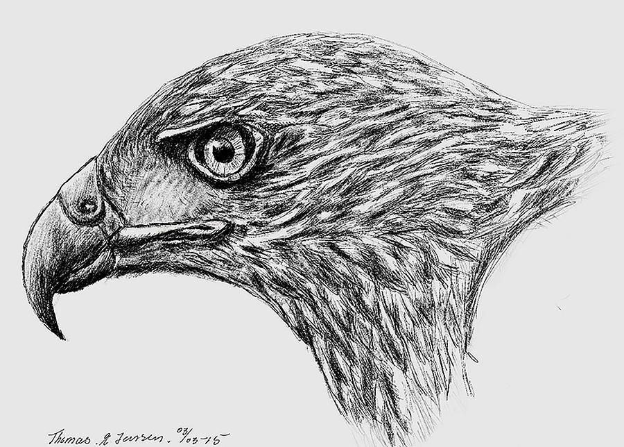 Falcon Drawing by ThomasE Jensen