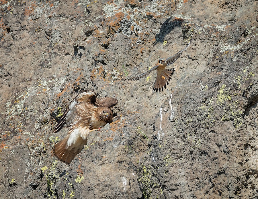 Falcon vs. Hawk Photograph by Loree Johnson