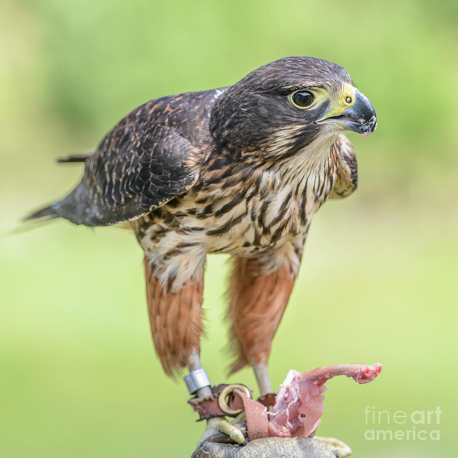 Falcon Photograph by Werner Padarin