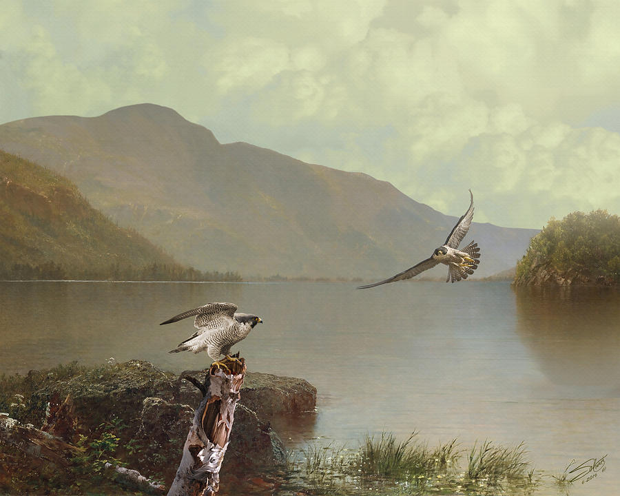 Falcon Painting - Falcons at Flagstaff Lake by M Spadecaller