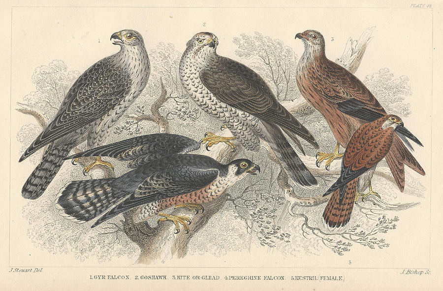 John James Audubon Drawing - Falcons by Dreyer Wildlife Print Collections 