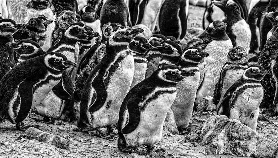 Falklands Penguins Photograph by Shirley Mangini