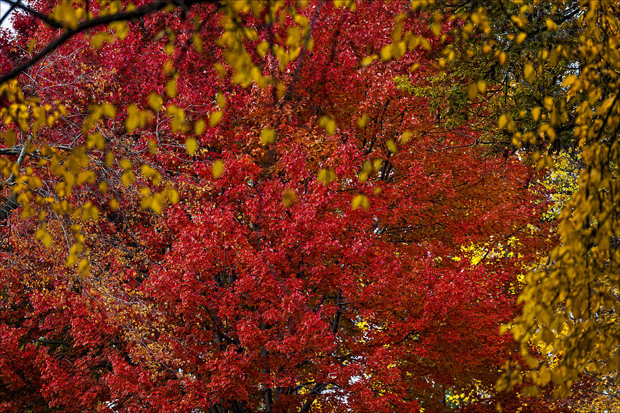 Fall 2010 16 Photograph by Robert Ullmann